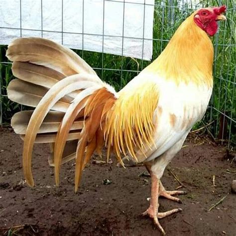 Ayam Hias | Indonesia | Chickens backyard, Beautiful chickens, Chicken ...