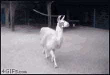 Drama Llama GIFs | Tenor