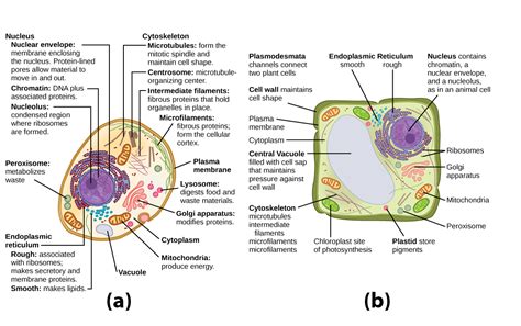 Introduction to Organelles | Biology for Majors I