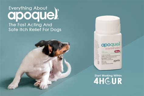 Apoquel: The Fast Acting And Safe Itch Relief For Dogs