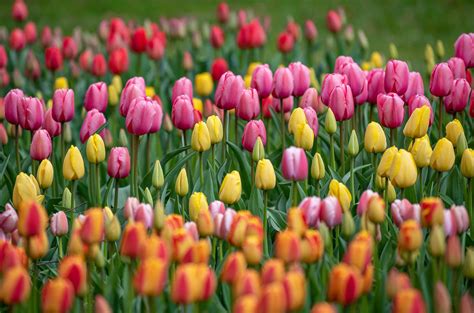 23 Types of Tulips for the Spring Garden