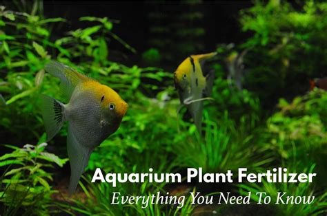 6 Best Aquarium Plant Fertilizers for Explosive Plant Growth (GUIDE)