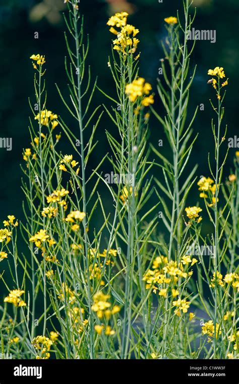 Brassica nigra, Black Mustard with flowers and pods, Maharashtra, India ...