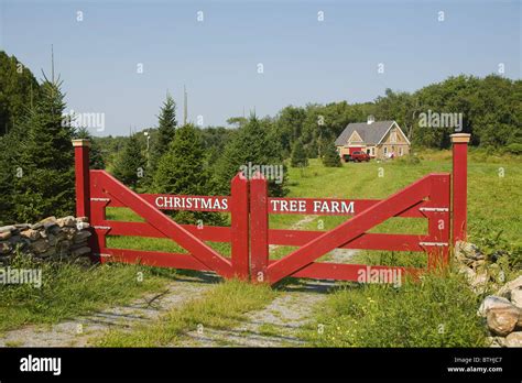 Christmas Tree Farm Little Compton, Rhode Island Stock Photo - Alamy