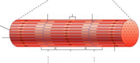 myofibril Diagram | Quizlet