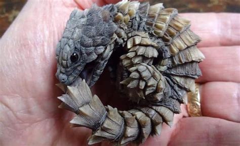 Armadillo Lizards Have Stolen the Internet's Heart & Now We Know Why...