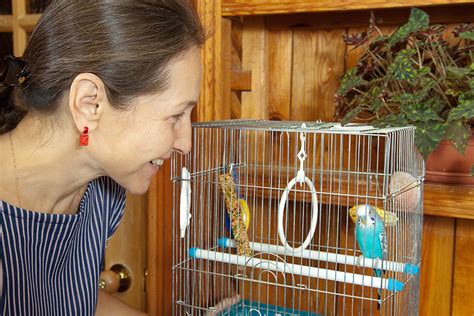 Budgie Talking Training | Teaching Budgies to Talk | Budgies | Guide