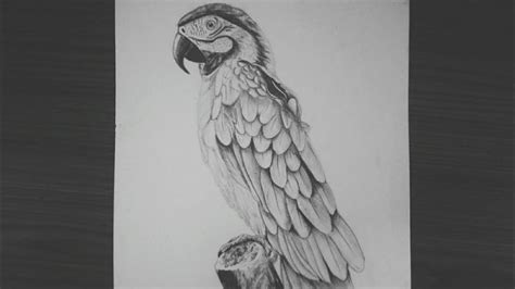 Pencil Drawing of a macaw. | Art drawings simple, Drawings, Pencil drawings