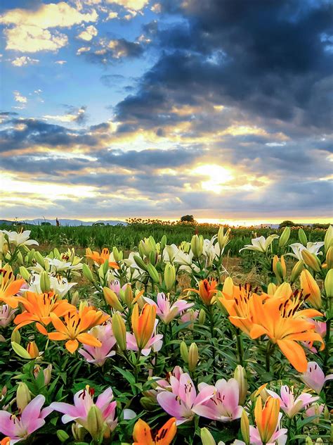 A colorful field of lilies 4K wallpaper download