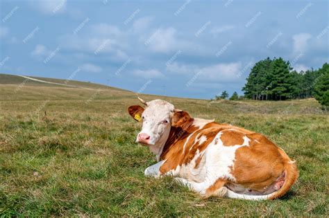 Free Photo | Ox with horns on the grassy field in the countryside