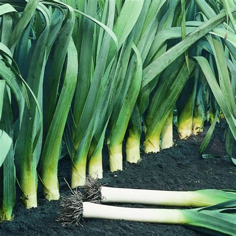 50 Giant Winter Leek Seeds - Welldales