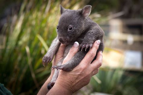 Isn't this the cutest baby wombat ever?! Thanks to Australia.com (FB ...