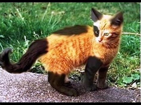 40 Beautiful Cats With Unique Fur Patterns - Land Of Cats | Rare cats, Beautiful cats, Unique cats