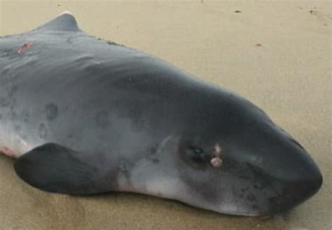 Dwarf sperm whale washes up on Nantucket shore - The Boston Globe