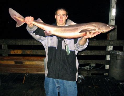 Cayucos Pier - Pier Fishing in California