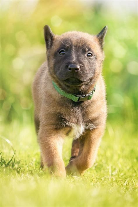 fawn belgian malinois puppy free image | Peakpx