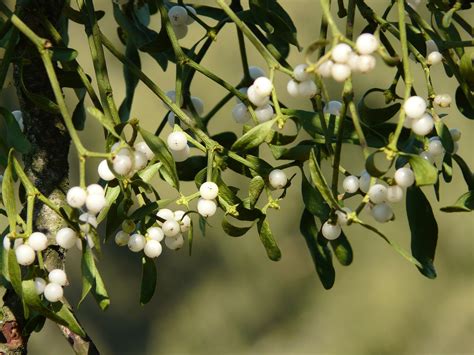 Study of intravenous mistletoe extract to treat advanced cancer