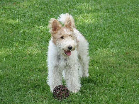 Wire Fox Terrier - Pictures, Information, Temperament, Characteristics, Rescue | Animals Breeds