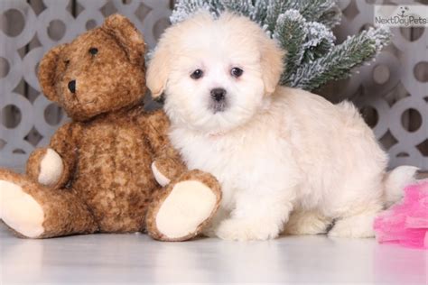 Lhasapoo puppy for sale near Columbus, Ohio. | 49b173c6-e011