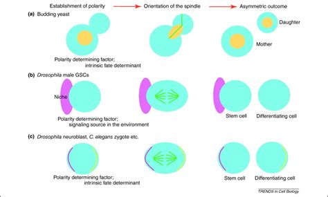 Fly meets yeast: checking the correct orientation of cell division: Trends in Cell Biology