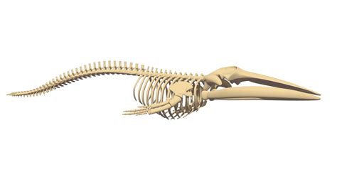 Fin Whale Skeleton | Fin whale, 3d model, Skeleton