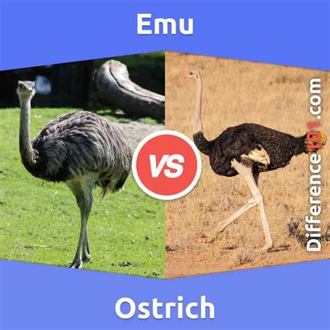 Emus and Ostriches: A Guide to Understanding the Differences – Nature ...