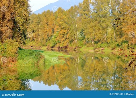 Deciduous Trees and Fall Colors in Creek Stock Image - Image of cluster ...