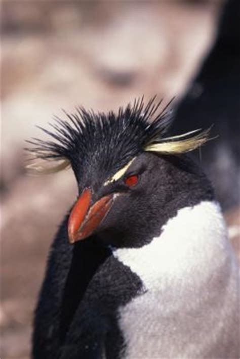 Do Penguins Have Eyebrows? | Animals - mom.me