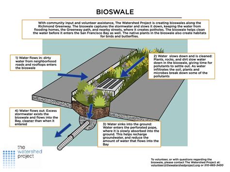 Rain Gardens & Bioswales - The Watershed Project