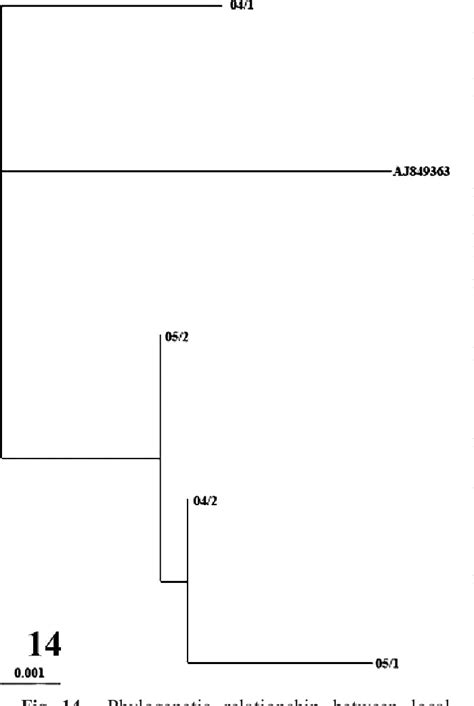 Morbillivirus Infections | Semantic Scholar