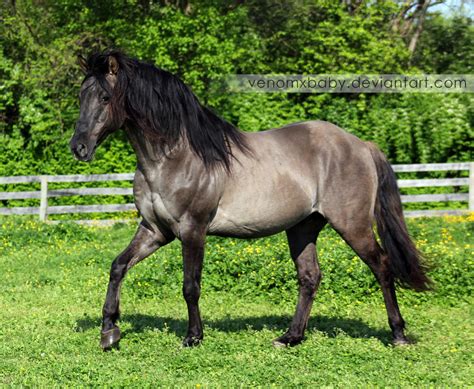 grullo stallion 3 by venomxbaby on DeviantArt