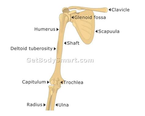 Pictures Of Capitulum Of The Humerus