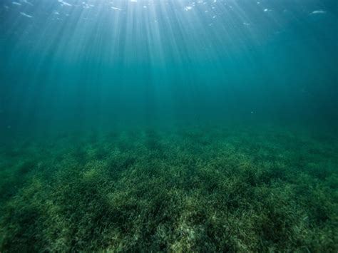 Muck Diving VS Reef Diving: Who wins? - Yos Dive Lembeh