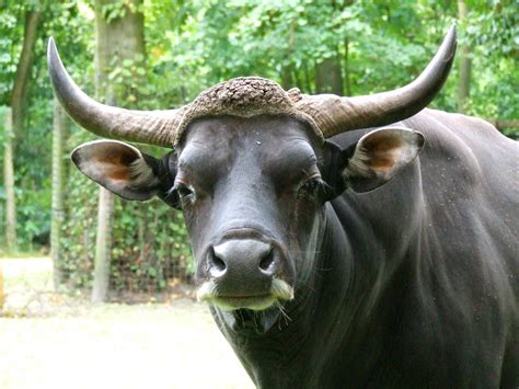 Banteng bull » Rotterdam Zoo Gallery | Pet birds, Bull, Animals of the ...