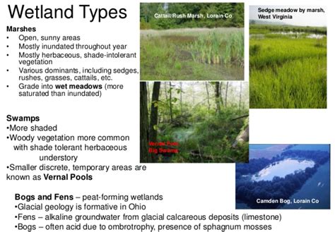 several different types of wetlandss are shown in this graphic above the image is an overview of ...