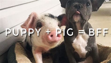 Puppy + Pig = BFF - Frenchie Bulldog