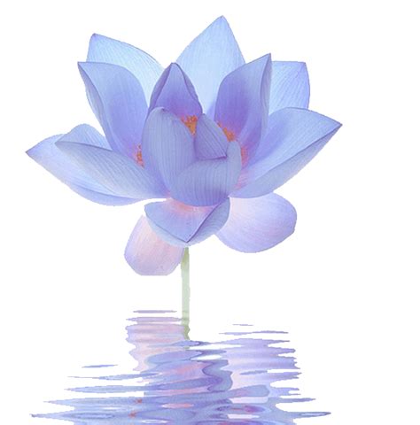 Lotus Flower Clipart Transparent Background / You'll receive 5 zip file which contain: - Dreams ...