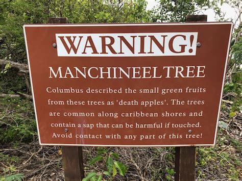 The Manchineel Tree: Its Story & Why You Shouldn’t Touch It – News of St. John