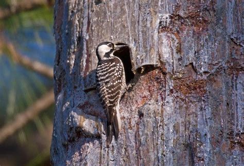 Red-Cockaded Woodpecker Facts, Range, Habitat, Diet, Pictures | Coniferous Forest