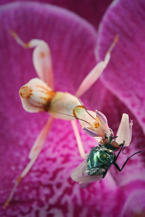 Secrets of the orchid mantis revealed – it doesn't mimic an orchid ...