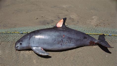 Saving the Vaquita Porpoise: The Forgotten Ones