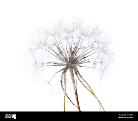 large round dandelion-like ripe seedhead of salsify plant isolated on white Stock Photo - Alamy
