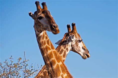 South Africa Family Safari with Teenagers Tour