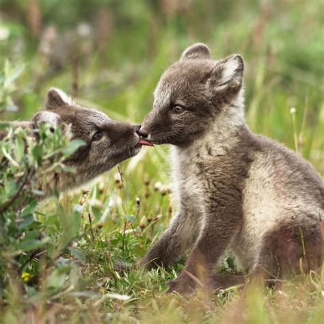 Arctic Fox Wildlife