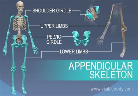 The appendicular skeleton is made up of the shoulder and pelvis, as ...