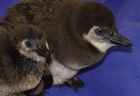 Four New Penguin Chicks Born this Breeding Season | The Maryland Zoo