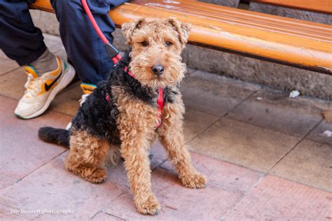 Mini Airedale Terrier Puppies