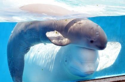 Study: Male Beluga Whale Mimics Human Speech — Naharnet