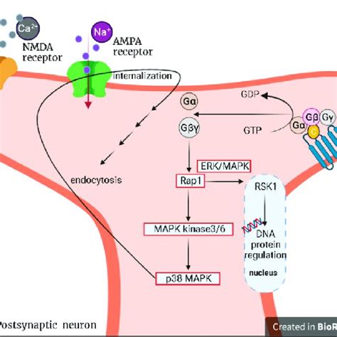 Signal pathway involved in mGluR-LTD. Metabotropic receptors (mGluRs)... | Download Scientific ...