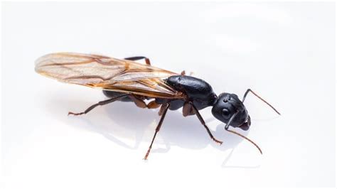 The Signs And Symptoms of Carpenter Ants And How to Get Rid of Them